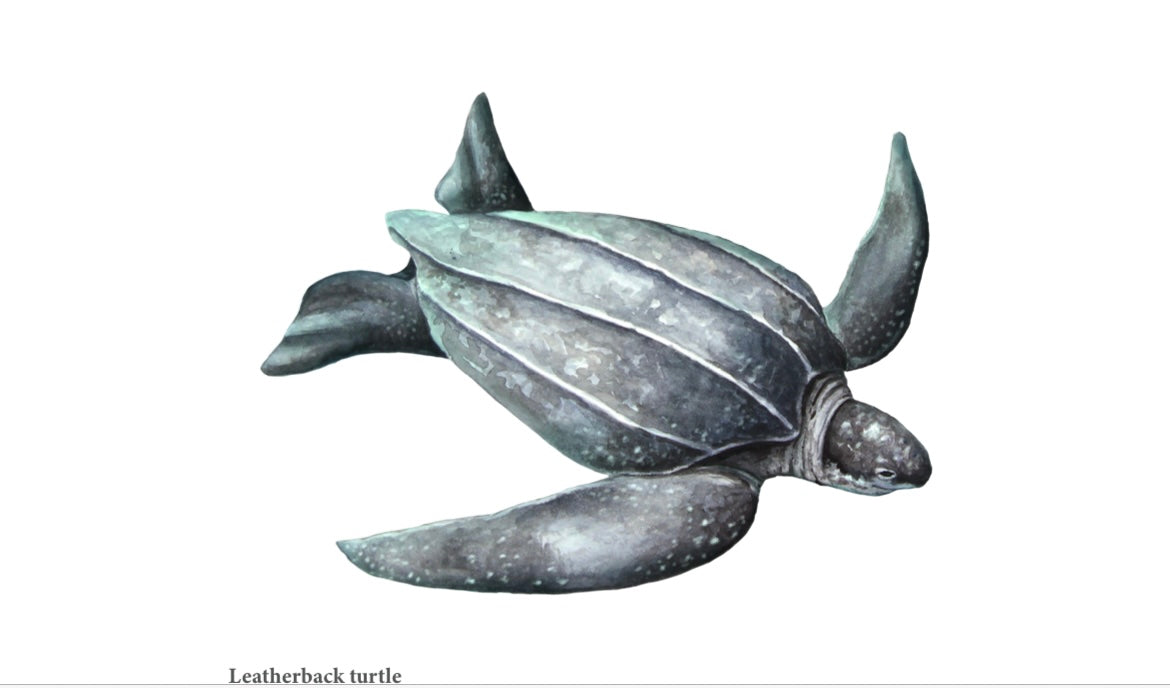 Pintura Prints - Leather Back Turtle