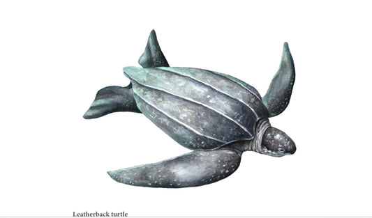 Pintura Prints - Leather Back Turtle