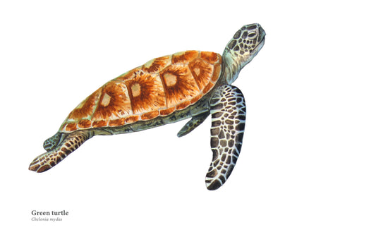 Pintura Prints - Green Turtle